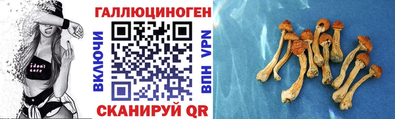 Галлюциногенные грибы Cubensis  Купить закладки  Армянск 